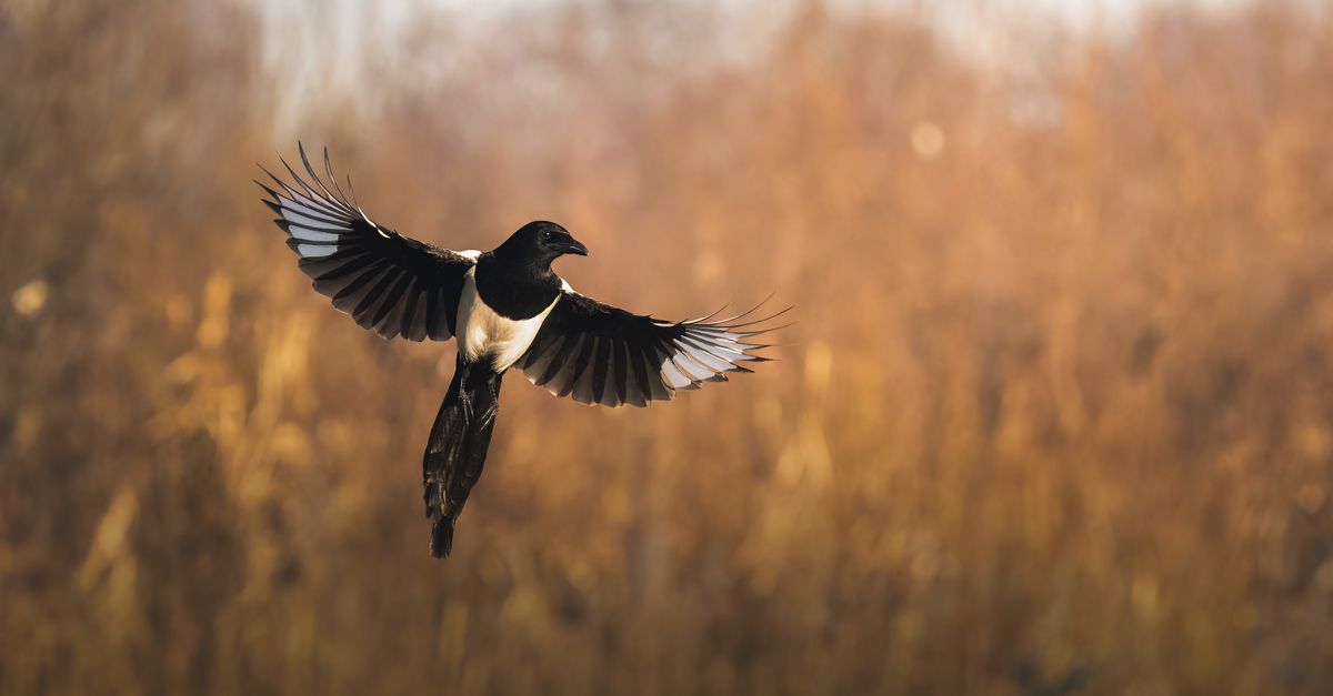 Beitragsbild zu: NVIDIA Magpie: Mehrsprachige Sprachagenten mit niedriger Latenz