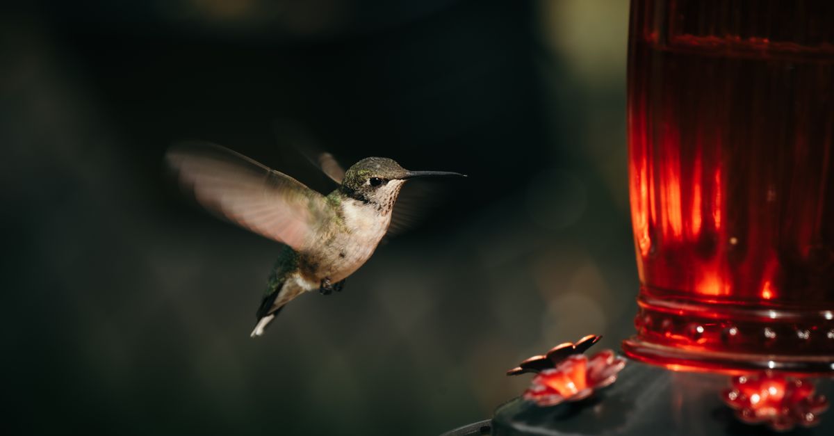 Beitragsbild zu: Kolibri von Aleph Alpha: Open-Weight-KI für eigene Infrastruktur