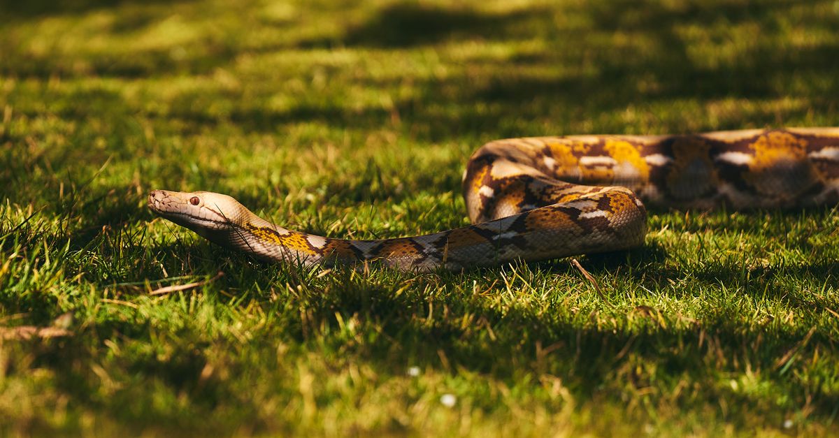 Beitragsbild zu: Python-Update schließt kritische TLS-Lücke: Diese Versionen stehen bereit
